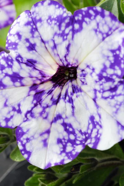 Linda petúnia roxa no jardim de verão — Fotografia de Stock