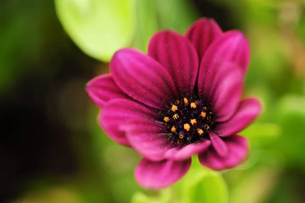 Belle marguerite violette dans le jardin d'été — Photo