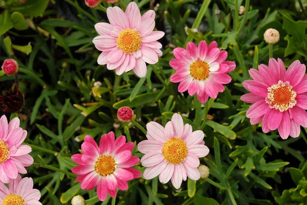 Beautiful pink daisies in summer garden — Stock Photo, Image