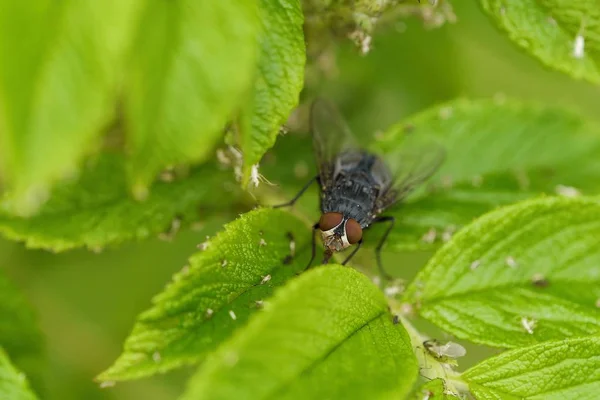 Gri yaz bahçesinde sinek sayfası — Stok fotoğraf