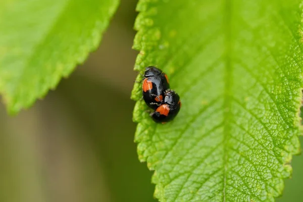 Schöner Marienkäfer auf einem grünen Blatt — Stockfoto