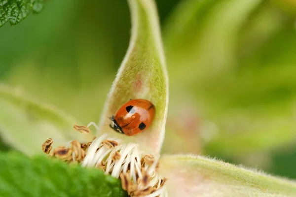 Schöner Marienkäfer auf einem grünen Blatt — Stockfoto