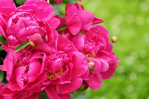 Vackra ljusa rosa pioner i trädgården — Stockfoto