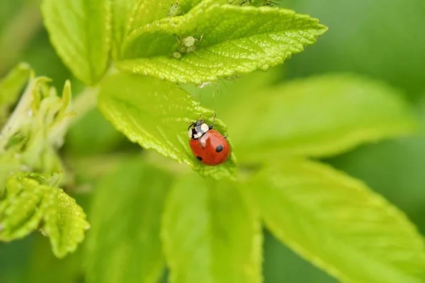Beautiful ladybug on a green leaf view — Stock Photo, Image