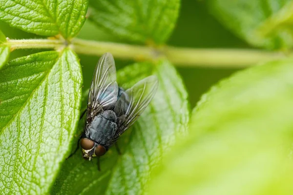 Sábana gris mosca en el jardín de verano — Foto de Stock