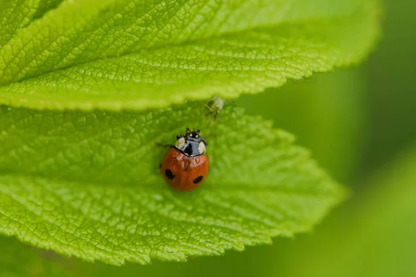 Schöner Marienkäfer auf einem grünen Blatt — Stockfoto