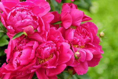 Güzel parlak pembe peonies yaz bahçesinde