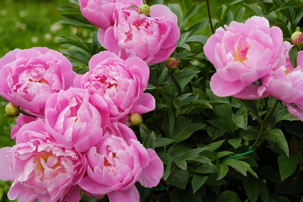 Yaz bahçesinde güzel pembe şakayıklar