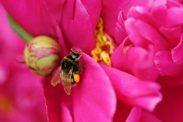 Vackra ljusa rosa pion och humla — Stockfoto