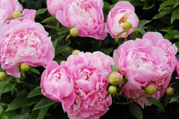 Yaz bahçesinde güzel pembe şakayıklar