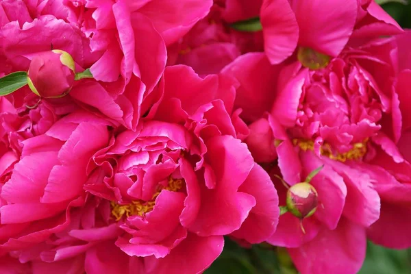 Hermosas peonías de color rosa brillante en el jardín de verano —  Fotos de Stock