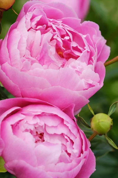 Vackra rosa pioner i sommarträdgården — Stockfoto