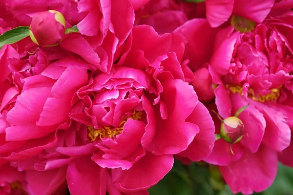 Hermosas peonías de color rosa brillante en el jardín de verano — Foto de Stock