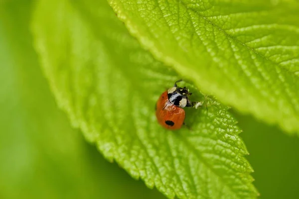 Schöner Marienkäfer auf einem grünen Blatt — Stockfoto