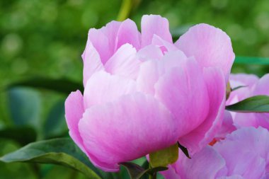 Yaz bahçesinde güzel pembe şakayık 