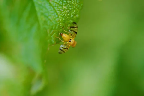 Желтая пчела на зеленом листе — стоковое фото