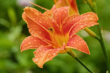 Çiğ içinde güzel turuncu Lily