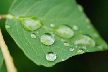güzel üzerindeki yeşil yaprak çiy damlaları