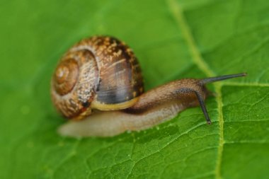Yeşil yaprakları üzerinde güzel kahverengi salyangoz 