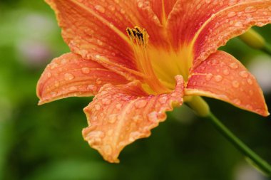 Çiğ içinde güzel turuncu Lily