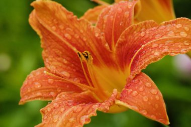 Çiğ içinde güzel turuncu Lily