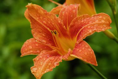 Çiğ içinde güzel turuncu Lily