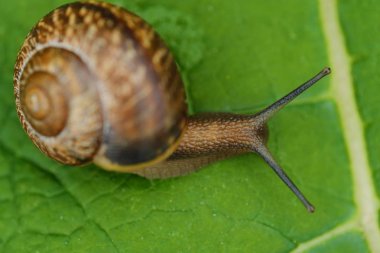 Yeşil yaprakları üzerinde güzel kahverengi salyangoz 