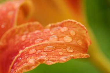 Çiğ içinde güzel turuncu Lily