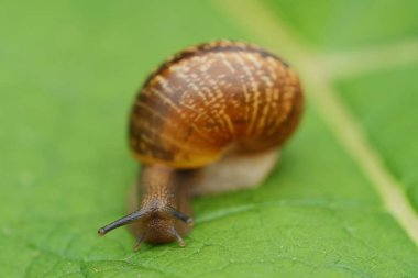 Yeşil yaprakları üzerinde güzel kahverengi salyangoz 