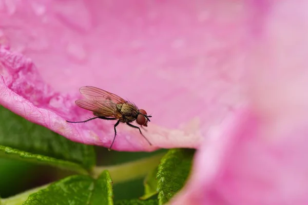 Vackra fluga på rosorna i en sommar Park — Stockfoto