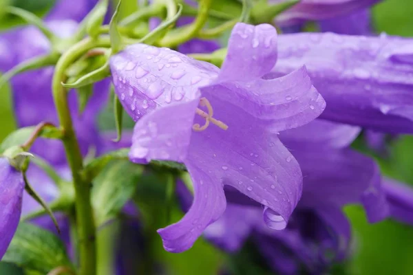 Beaux bluebells lilas dans la rosée du matin — Photo