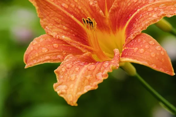 Çiğ içinde güzel turuncu Lily