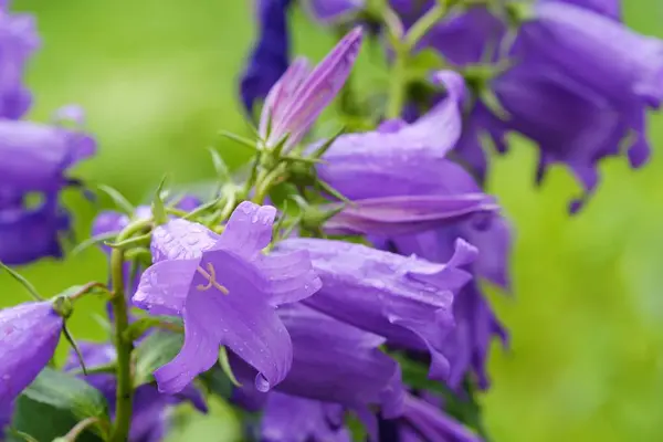 Piękny liliowy bluebells w porannej rosy — Zdjęcie stockowe