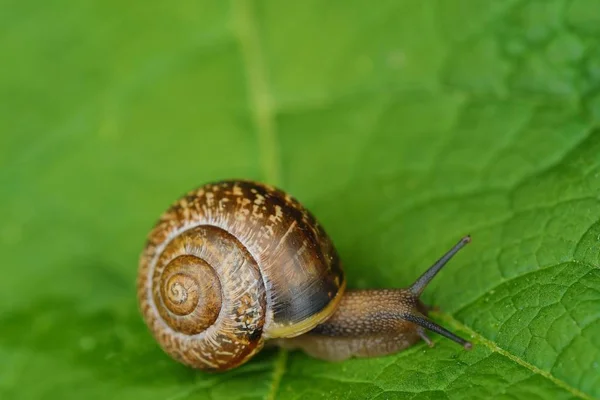 Schöne braune Schnecke auf grünen Blättern — Stockfoto