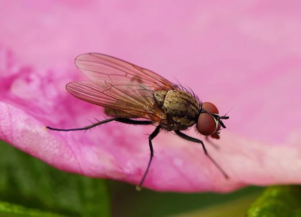 Hermosa mosca en las rosas en un parque de verano — Foto de Stock