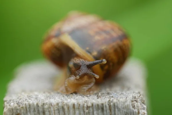 Beautiful brown snail on the tree — Stock Photo, Image