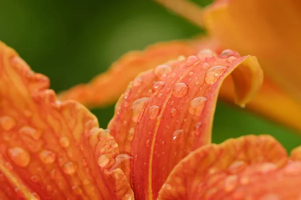 Lírio laranja bonita no orvalho da manhã — Fotografia de Stock