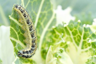 Yeşil tırtıl siyah noktalar üzerinde lahana ile