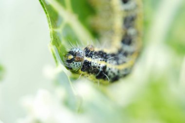 Yeşil tırtıl siyah noktalar üzerinde lahana ile
