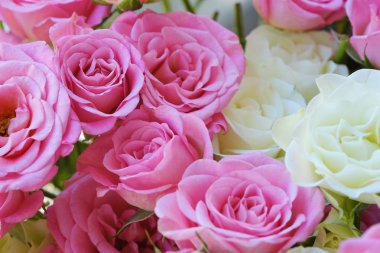 Güzel beyaz ve pembe gül buketi