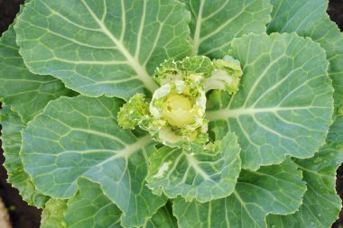 Yaz bahçesinde yeşil dekoratif lahana