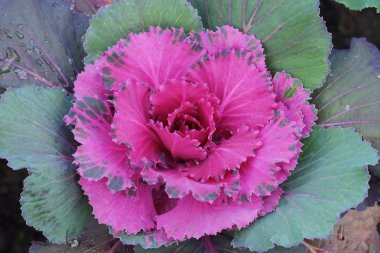 Pembe renkli dekoratif lahana bahçesinde