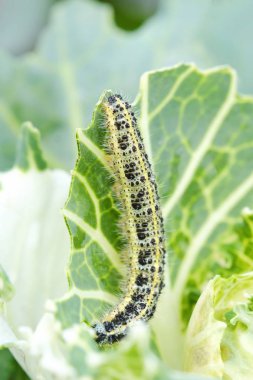 Yeşil tırtıl siyah noktalar üzerinde lahana ile