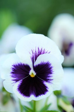 Güzel beyaz mor yaz bahçesinde