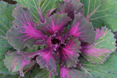 Pembe renkli dekoratif lahana bahçesinde