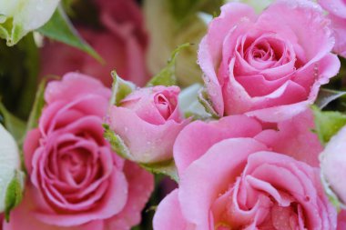 Güzel beyaz ve pembe gül buketi