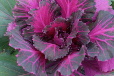 Pembe renkli dekoratif lahana bahçesinde