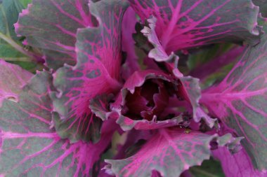 Pembe renkli dekoratif lahana bahçesinde