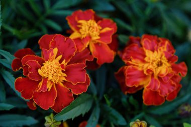 Güzel marigolds yaz bahçesinde