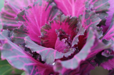 Pembe renkli dekoratif lahana bahçesinde